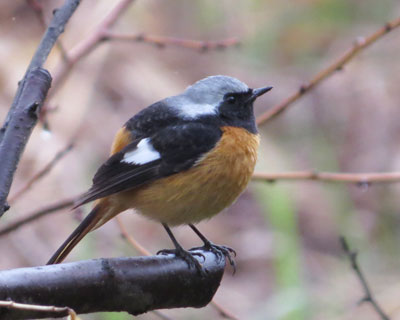 �W���E�r�^�L��������