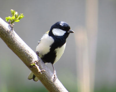 �V�W���E�J�������ɂ����Ȃ�