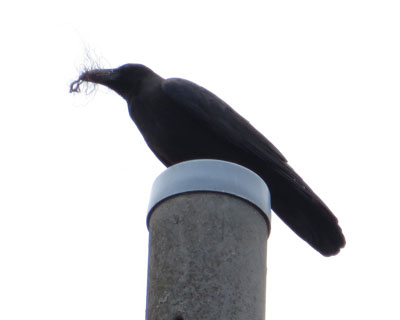 �J���X�͉ו���������