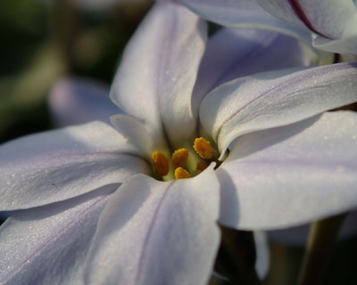 �n�i�j���̓�������