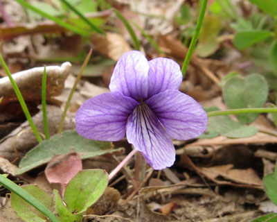 �m�W�X�~���ۂ��̂�