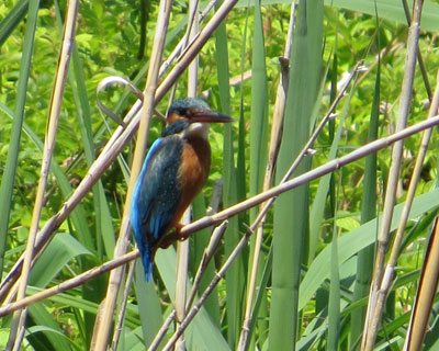 �J���Z�~�͂�������