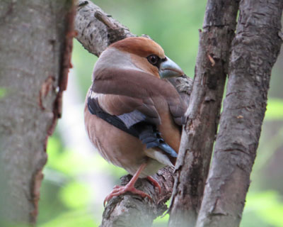 �V�����ϐF����