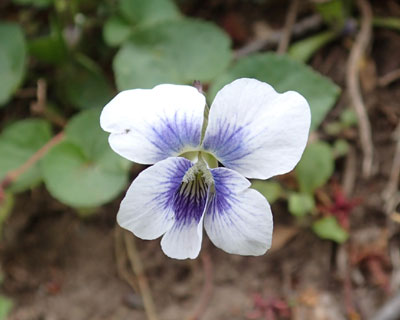 �X�W�̑����X�~�����炭