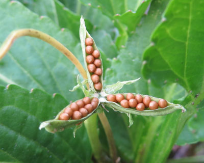 �Ƃ��Ƃ��X�~�������