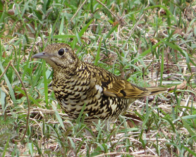 �g���c�O�~�̕n�R�h���肪�I���