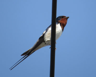 �c�o�����߂�