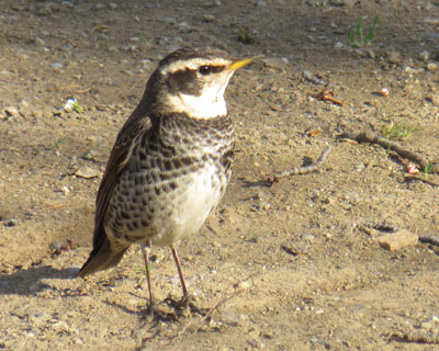 ���ԂƂ������c�O�~������