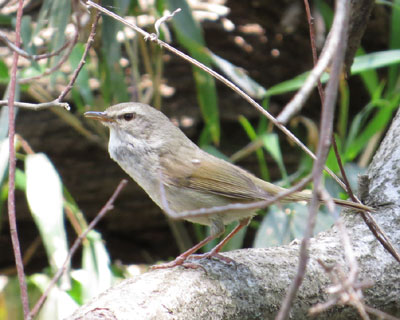 �E�O�C�X������n�߂�