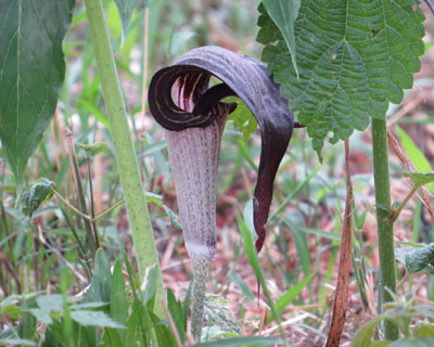 �̂Ɉ������ȃE���V�}�\�E