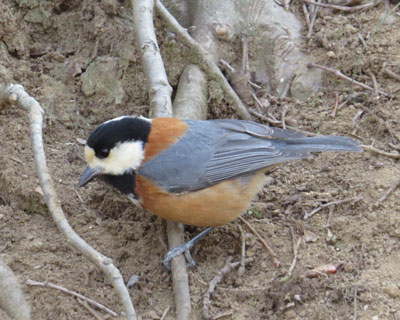 ���}�K���͂ǂ��s�����H