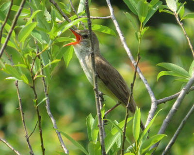 �I�I���V�L��������Ă���