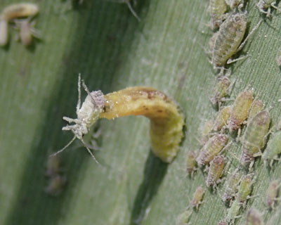 �q���^�A�u�̎q�H