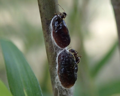 �A���ƕs�v�c�ȕ���