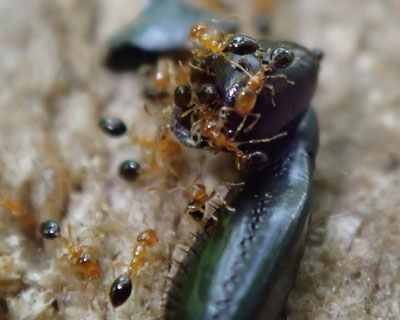 ���̂悤�ȃq���A��