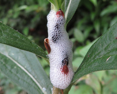 �A���t�L���V