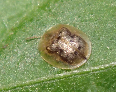 �����Ə������T�̎q