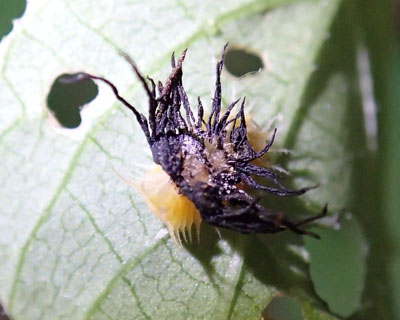 �C�`�����W�J���m�R�n���V�̎q