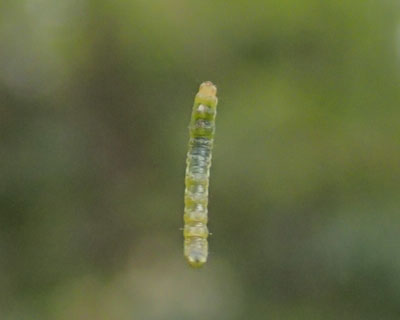 �Ԃ牺����C���̋G��