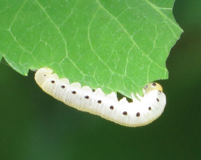 �������̓n�o�`�̎q�炵��