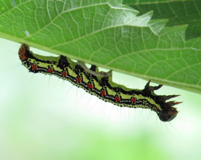 �o�n�߂��t�N���X�Y��