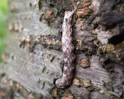 �G�O���d�}�G�_�V���N����