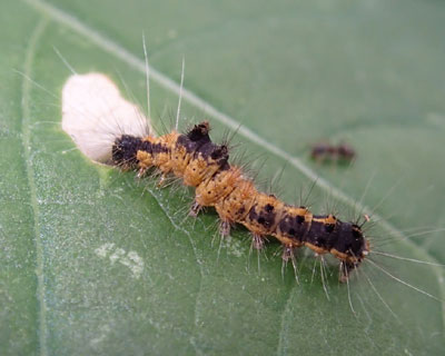 �A���ɐH�����ז������h�N�K