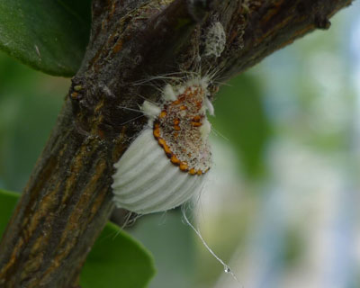 �P��̃C�Z���A�J�C�K�����V