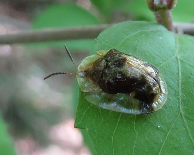 �C�`�����W�J���m�R�n���V�ɂ��G�p������