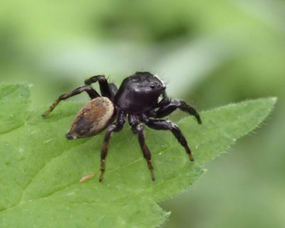 �������̃n�G�g���O��