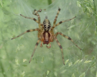 ���ɂ܂݂��N��