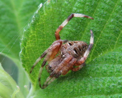 ���������Ă�H