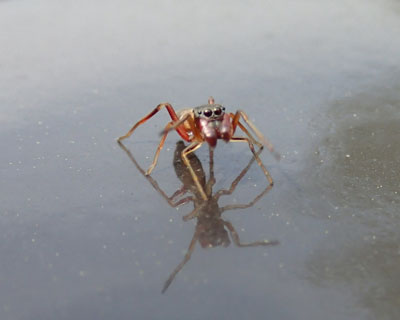 �������[���n�G�g���O��