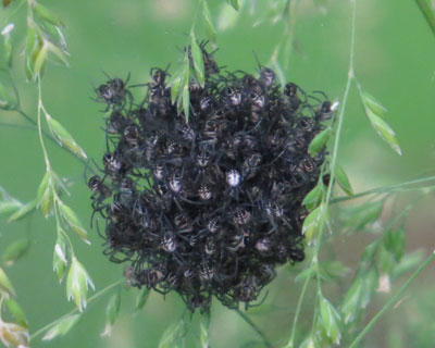 �ʂ̃N���̎q