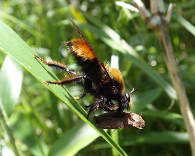 ���͂񒆂̃`���C���I�I�C�V�A�u