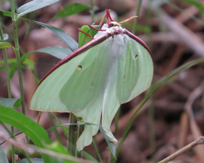 ���f�������̃I�I�~�Y�A�I