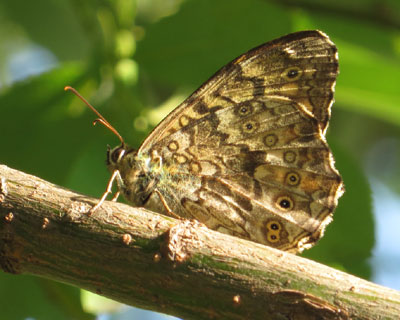 ���������Ȃ��T�g�L�}�_���q�J�Q