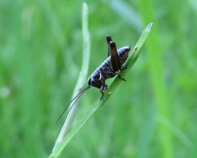 �q���M�X�̎q