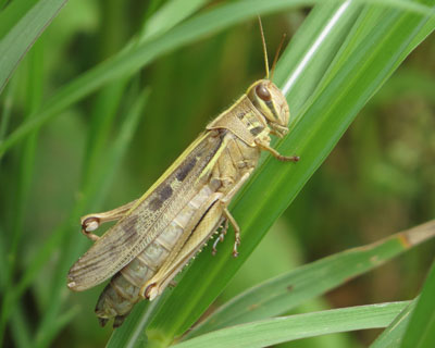 �����̃c�`�C�i�S