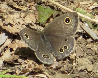 �����̃q���E���i�~�W���m��