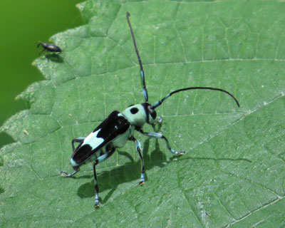 ���~�[�J�~�L��