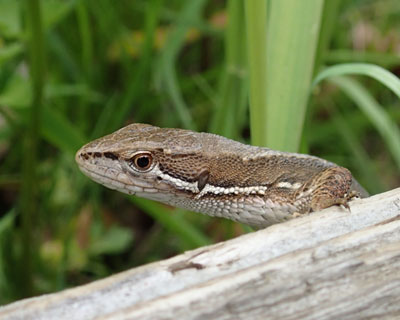 ����������J�i�w�r