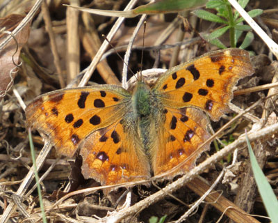 �t��̃L�^�e�n