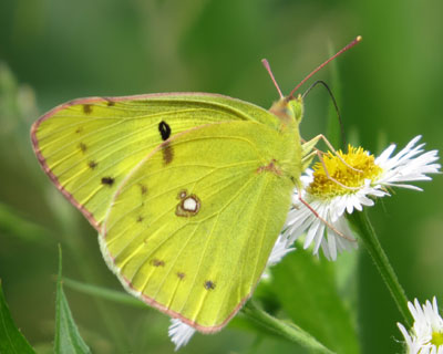 �����L�`���E�͐F�����킢��