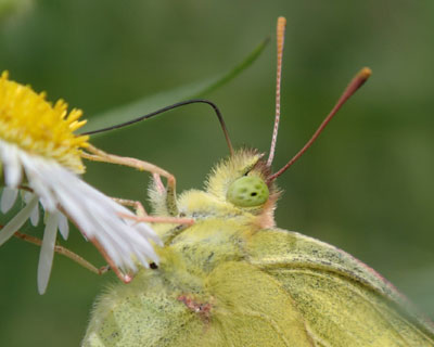 �ł��ڂ͂��������J�����I��