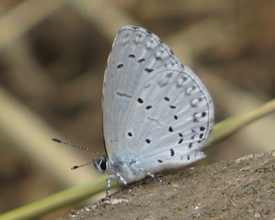 �ڂ����킢�������V�W�~