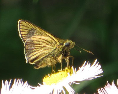 �R�`���o�l�Z�Z���̂悤��