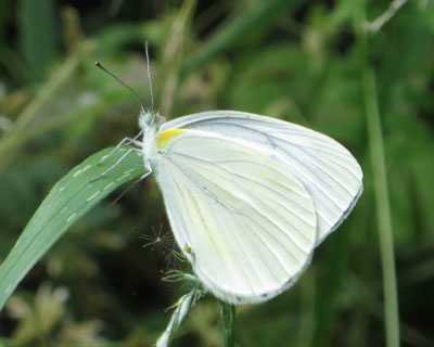 �X�W�O���V���`���E