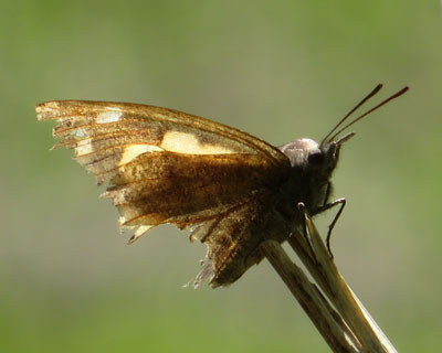 �{���e���O�`���E