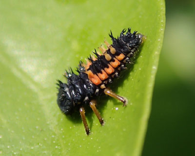 �e���g�E���V�̎q